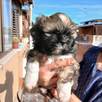 Cuccioli di shihtzu