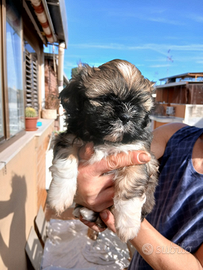 Cuccioli di shihtzu