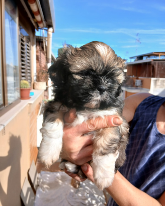 Cuccioli di shihtzu