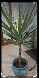 PREZZO AFFAR- Splend. Yucca 1.50mt. FIORITURA RARA