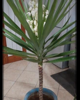 PREZZO AFFAR- Splend. Yucca 1.50mt. FIORITURA RARA