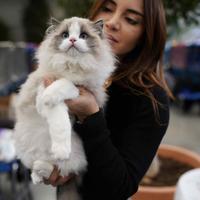Ragdoll certificati dolcissimi