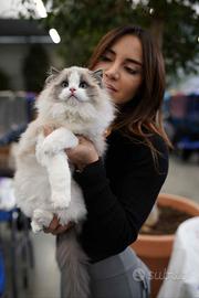 Ragdoll certificati dolcissimi