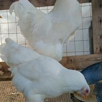 Gallina e Gallo brahma Total White