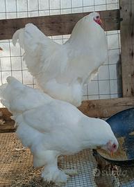 Gallina e Gallo brahma Total White