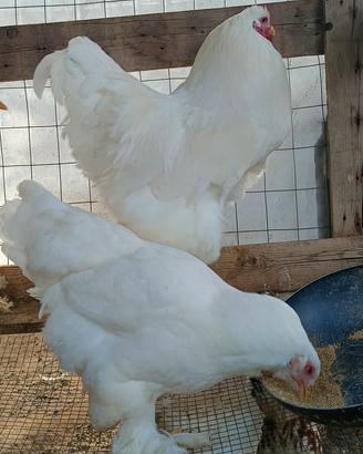Gallina e Gallo brahma Total White