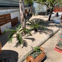 Manutenzione giardino