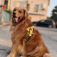 Golden retriever per monta gratis