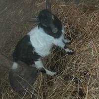 Capretta taglia piccola