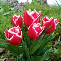 Vari bulbi di tulipano