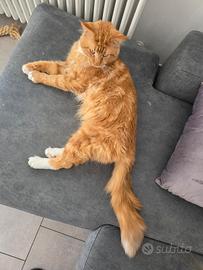 Maine Coon Red Tabby per accoppiamento