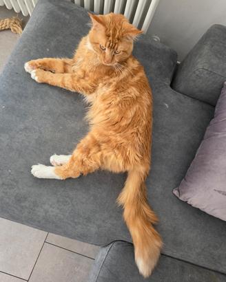 Maine Coon Red Tabby per accoppiamento