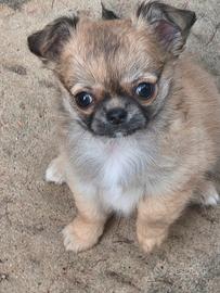 Cuccioli chihuahua