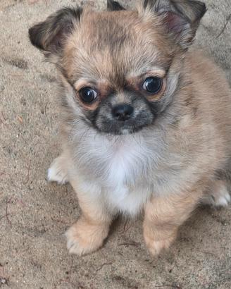 Cuccioli chihuahua