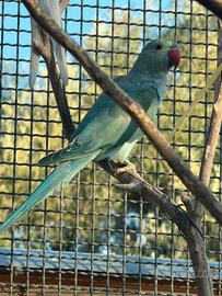 Parrocchetti dal collare