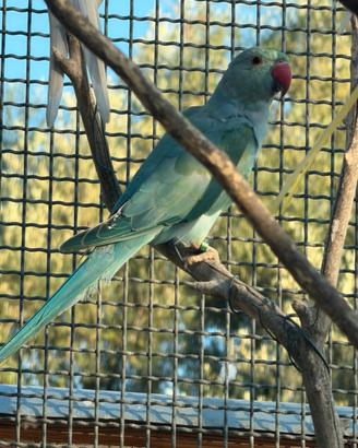 Parrocchetti dal collare