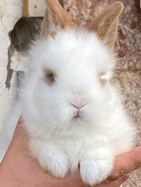 Coniglio nano