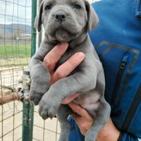 Cane Corso cuccioli pedigree