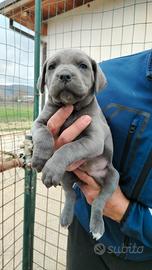 Cane Corso cuccioli pedigree