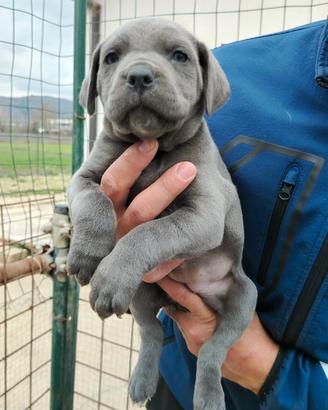 Cane Corso cuccioli pedigree