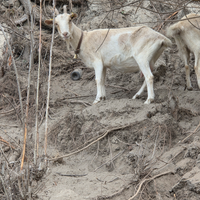 Capre capretta di montagna