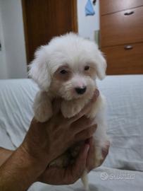 Maltese Femminuccia