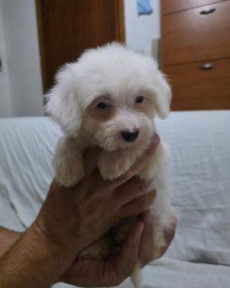 Maltese Femminuccia