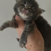 Maine Coon cuccioli