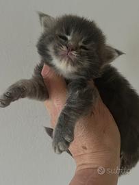 Maine Coon cuccioli
