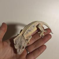 Lilly white high white high tangerine