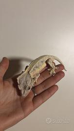 Lilly white high white high tangerine