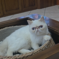 Cucciolone di exotic
