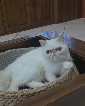 Cucciolone di exotic