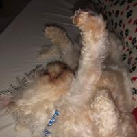 Maltese