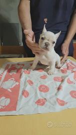 Bulldog francese