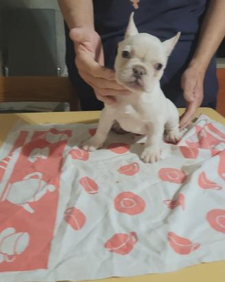 Bulldog francese
