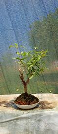 bonsai di melograno 