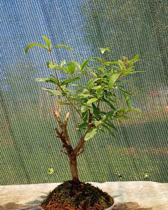 bonsai di melograno 