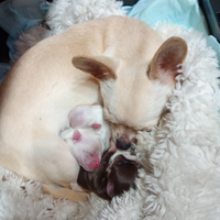 Chihuahua linea Russa