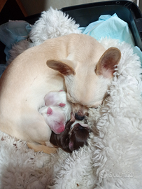 Chihuahua linea Russa