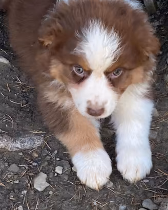 cuccioli australian shepherd   super 