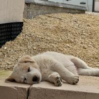Cuccioli meticci di 60 giorni