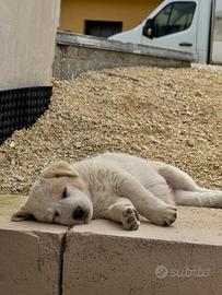 Cuccioli meticci di 60 giorni