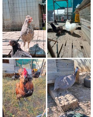 Galline ornamentali