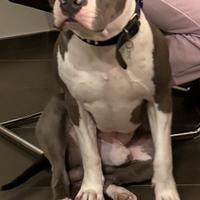 Accoppiamento Amstaff