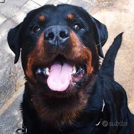 Rottweiler monta, accoppiamento, riproduzione