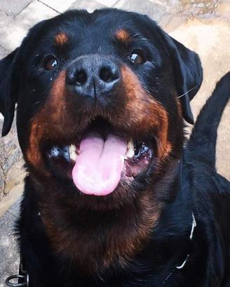 Rottweiler monta, accoppiamento, riproduzione