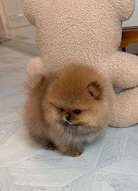 Volpini spitz pomerania toy