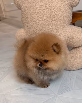 Volpini spitz pomerania toy