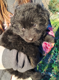 Cucciola pastore tedesco pelo lungo nero